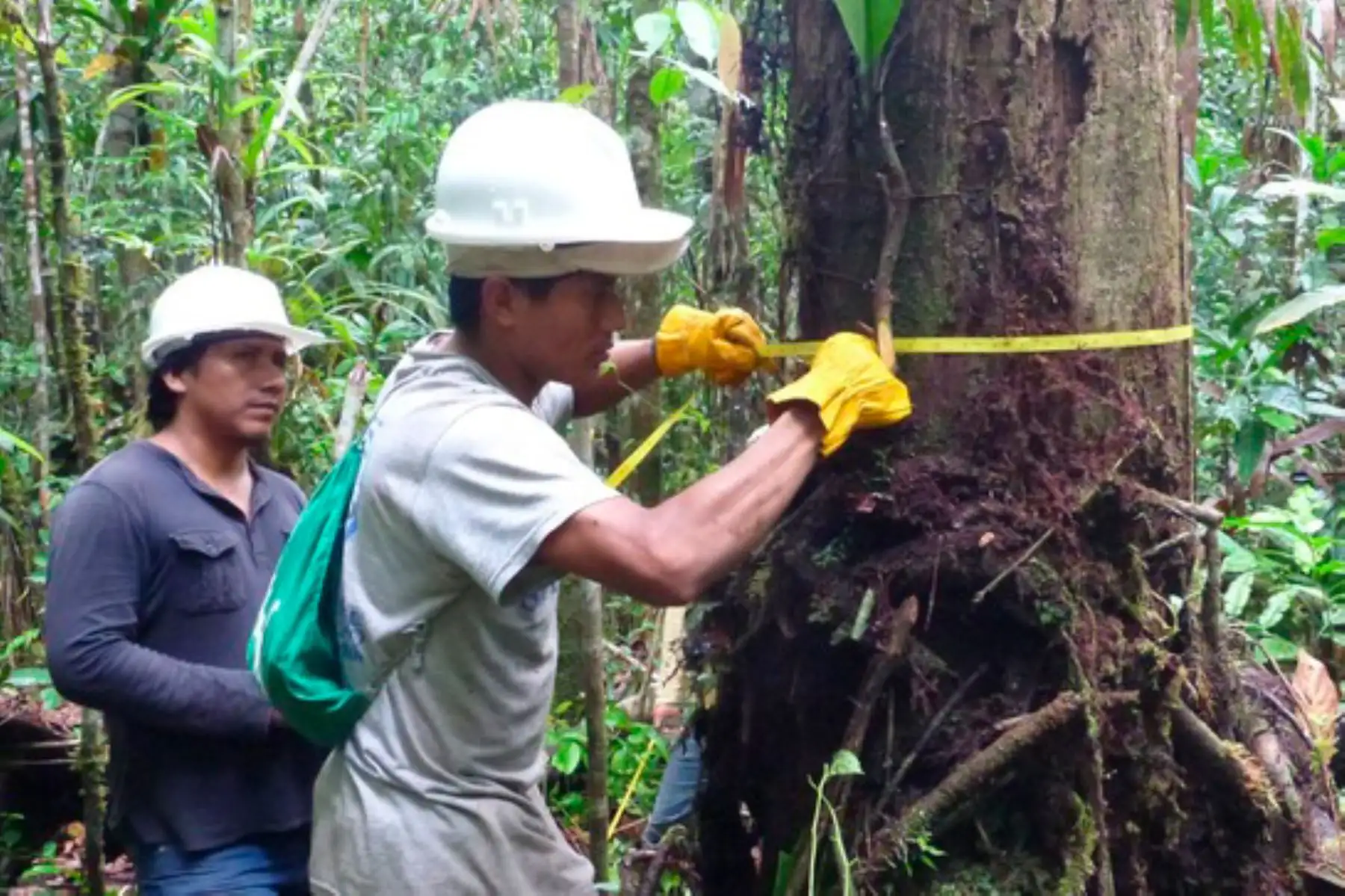 Los registros de campo revelan la existencia de 21 especies forestales amenazadas en la ecozona selva baja y seis especies amenazadas en la ecozona hidromórfica. Foto: ANDINA/Serfor.