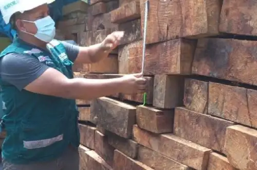 El cargamento de madera incautado son de las especies higuerilla con un total de 9 317 pies tablares y panguana con 751 pies tablares, que tenían como destino la ciudad de Lima y provenía de Puerto Inca, Huánuco.