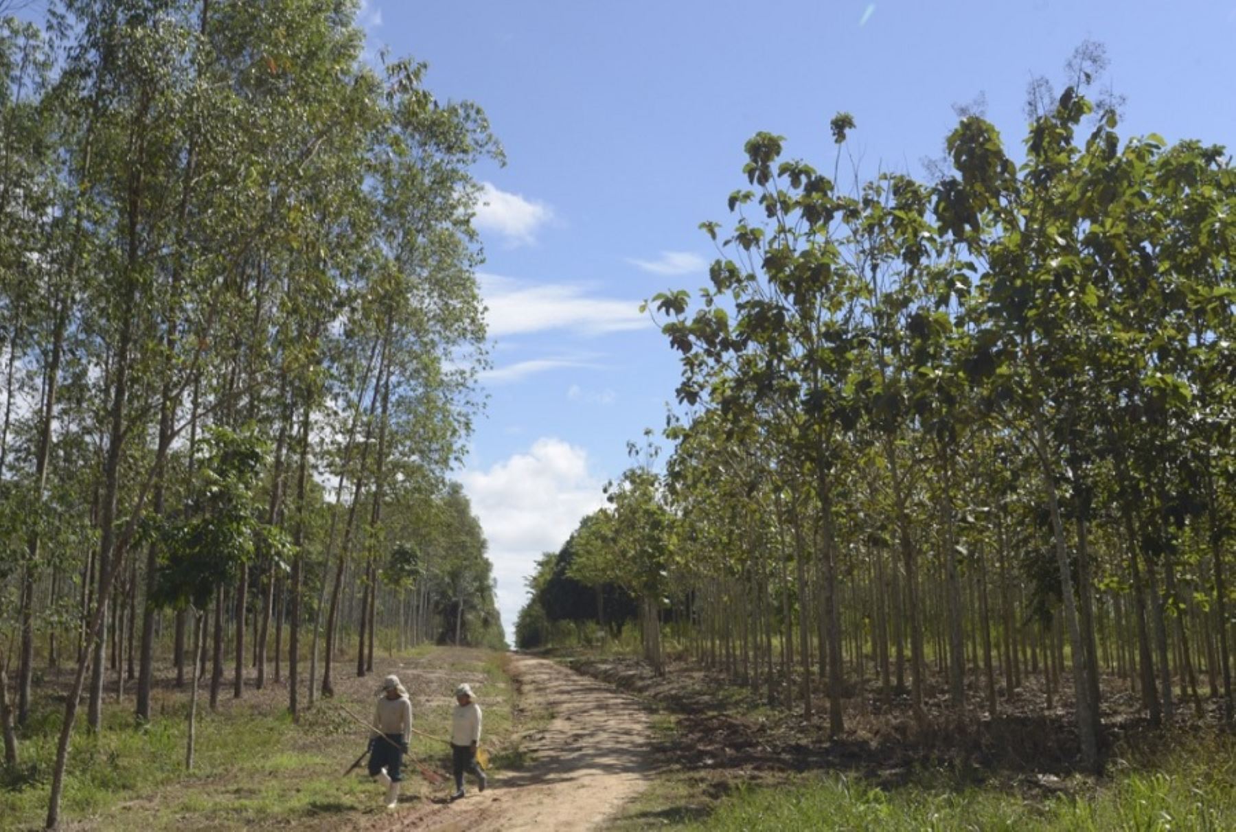 El Servicio Nacional Forestal y de Fauna Silvestre (Serfor) informó que, durante el año 2021, las Autoridades Regionales Forestales y de Fauna Silvestre realizaron la inscripción de 19 039,96 hectáreas de plantaciones forestales en el Registro Nacional de Plantaciones Forestales.