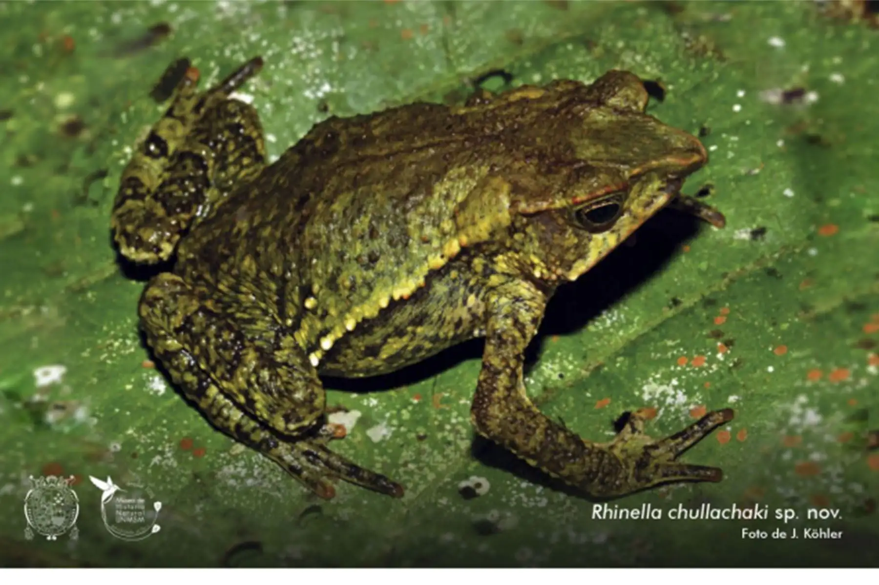 Resultado de esta incesante labor de investigación son las 31 especies, 38 subespecies y un género, nuevos para la ciencia, y que han sido reportados a toda la comunidad científica.
