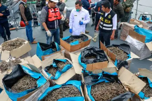 Presentan iniciativas para combatir tráfico ilegal de fauna y flora silvestre en Perú.
