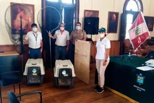 La Administración Técnica Forestal y de Fauna Silvestre Arequipa capacita a los brigadistas en manejo de fauna marino-costera. Foto: ANDINA/Serfor