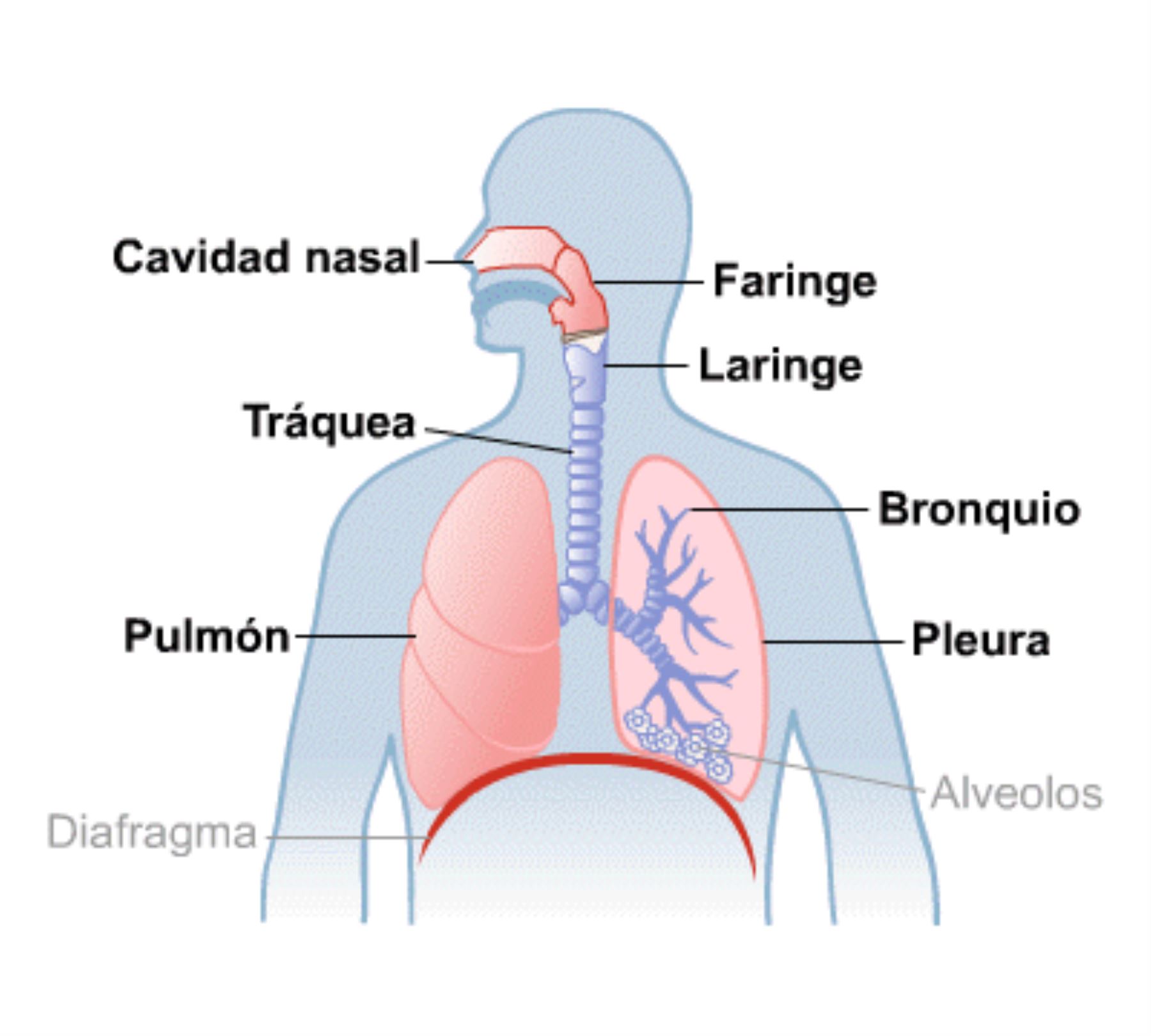 Ómicron: ¿qué parte de las vías respiratorias afecta más? [video]