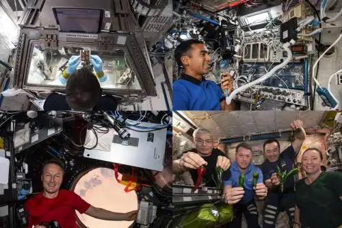 . Los chiles y la lechuga fueron cosechados como parte de una investigación de plantas, preparándonos para las misiones al espacio profundo, y tecnologías fueron probadas para las próximas misiones de Artermis a la Luna. Foto: NASA