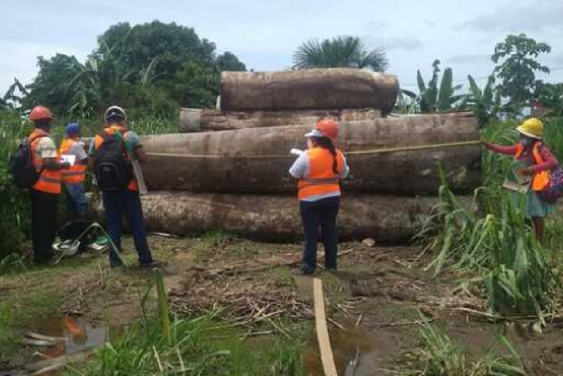 Madre de Dios: Osinfor capacita a 141 personas del sector La Pampa en temas forestales