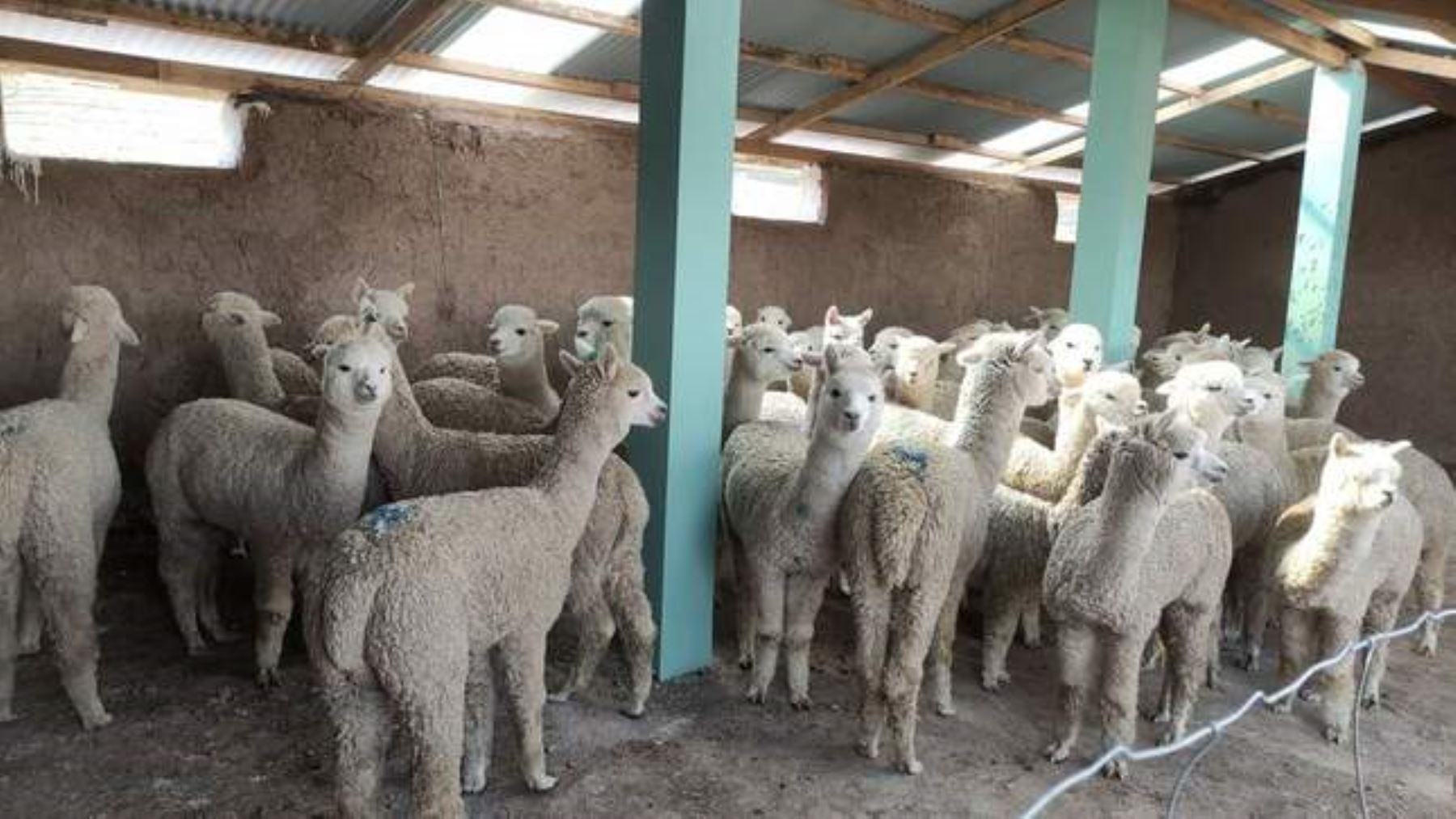 Agro Rural inauguró 139 cobertizos en 5 provincias para protección de ganado en la región Puno.
