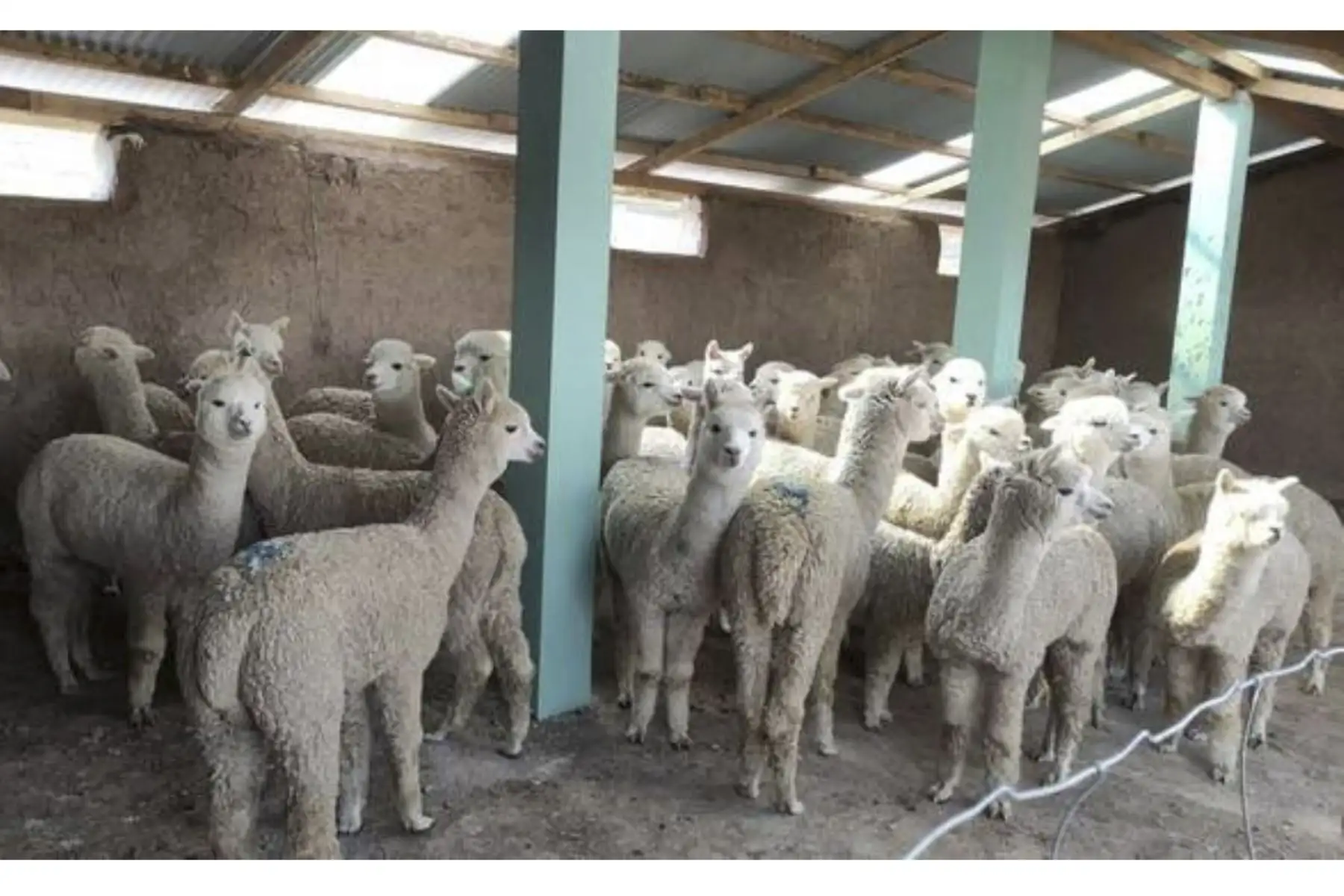 Agro Rural inauguró 139 cobertizos en 5 provincias para protección de ganado en la región Puno.
