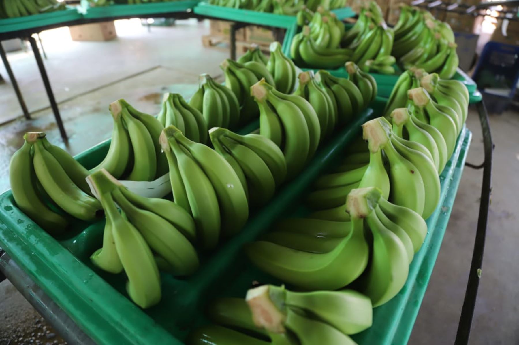 El ministro de Comercio Exterior y Turismo, Roberto Sanchez llegó hasta la ciudad de SSullana - Piura donde visitó las áreas de producción y empaque de la Asociación de Pequeños Productores de Banano Orgánico Samán y Anexos. Foto: Mincetur