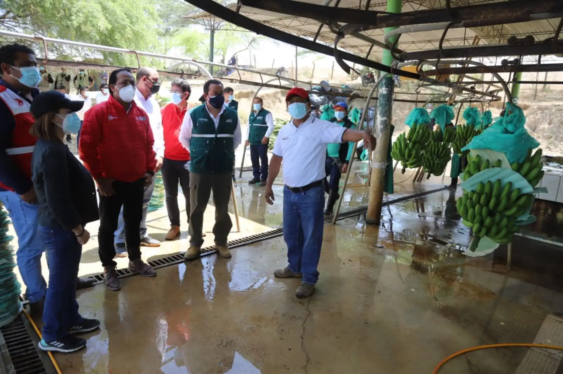 El ministro de Comercio Exterior y Turismo, Roberto Sanchez llegó hasta la ciudad de Sullana - Piura donde visitó las áreas de producción y empaque de la Asociación de Pequeños Productores de Banano Orgánico Samán y Anexos. Foto: Mincetur