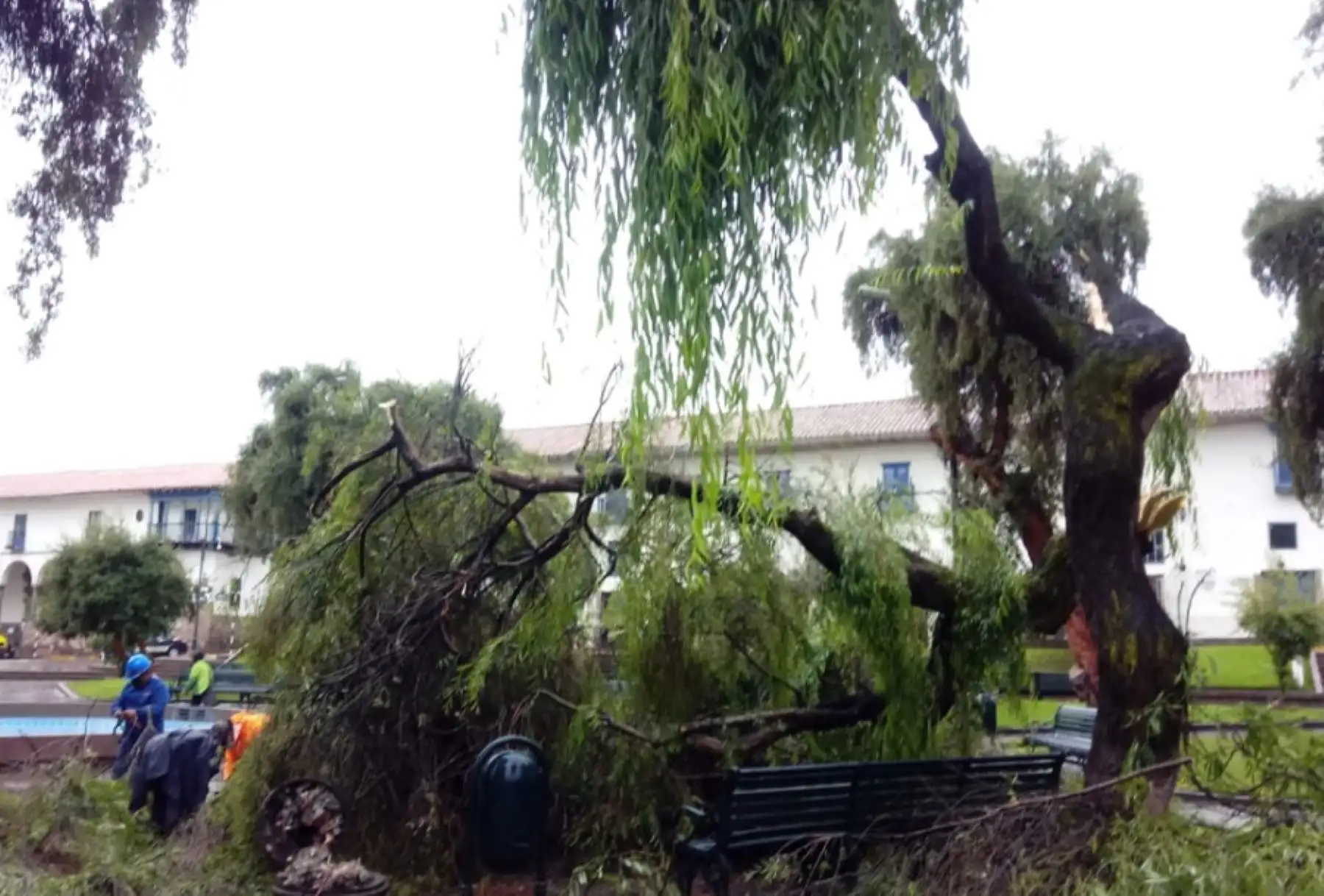 Un inusual ventarrón y fuertes lluvias provocaron la caída de parte del árbol emblemático, de la especie sauce "llorón", ubicado en la plaza Regocijo, frente al palacio municipal de Cusco, a media cuadra de la Plaza de Armas de la Ciudad Imperial.