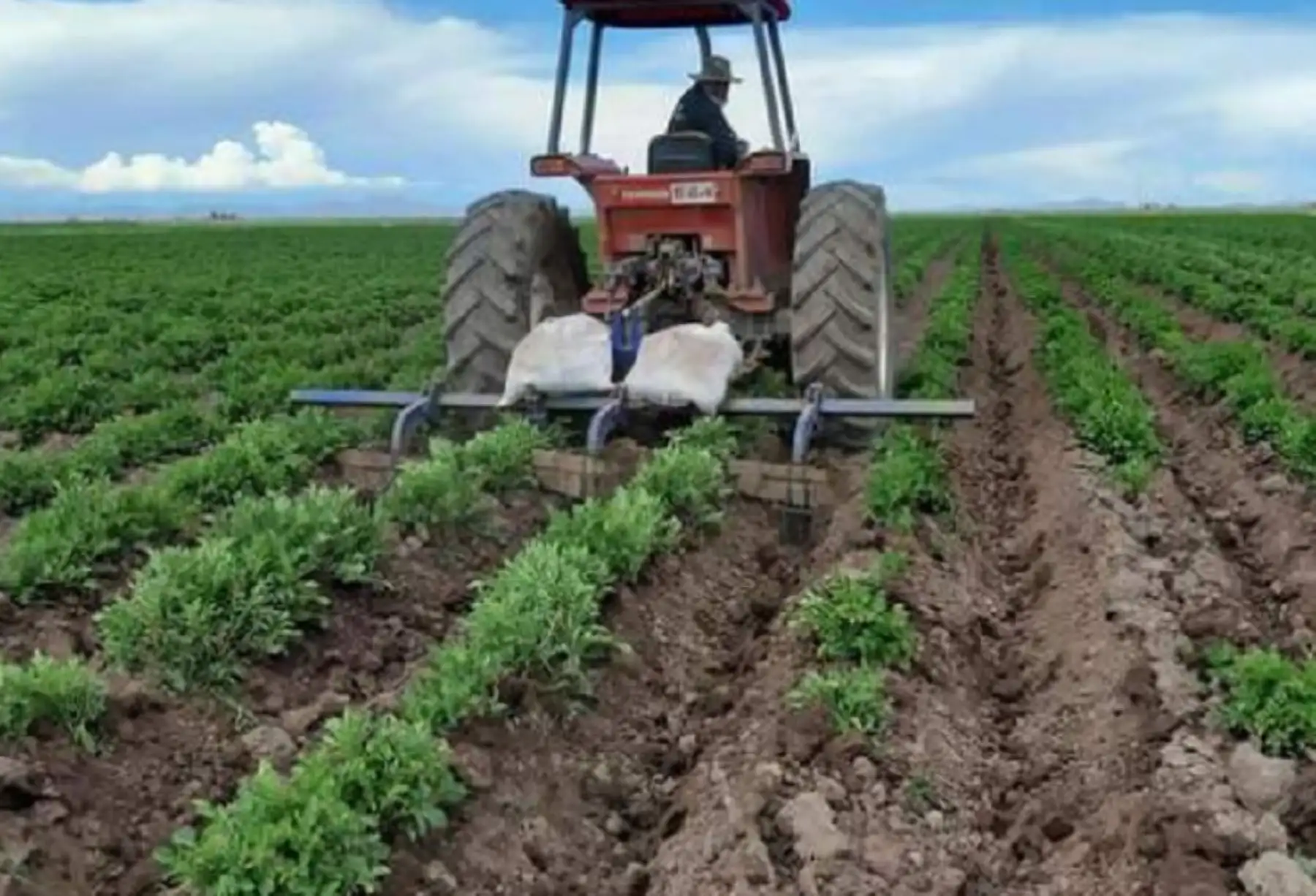 El Instituto Nacional de Innovación Agraria (INIA) del Ministerio de Desarrollo Agrario y Riego (Midagri) desarrolló trabajos técnicos de control de maleza y aporque en el cultivo de papa, variedad Imilla Negra, en los campos experimentales ubicados en la región Puno.