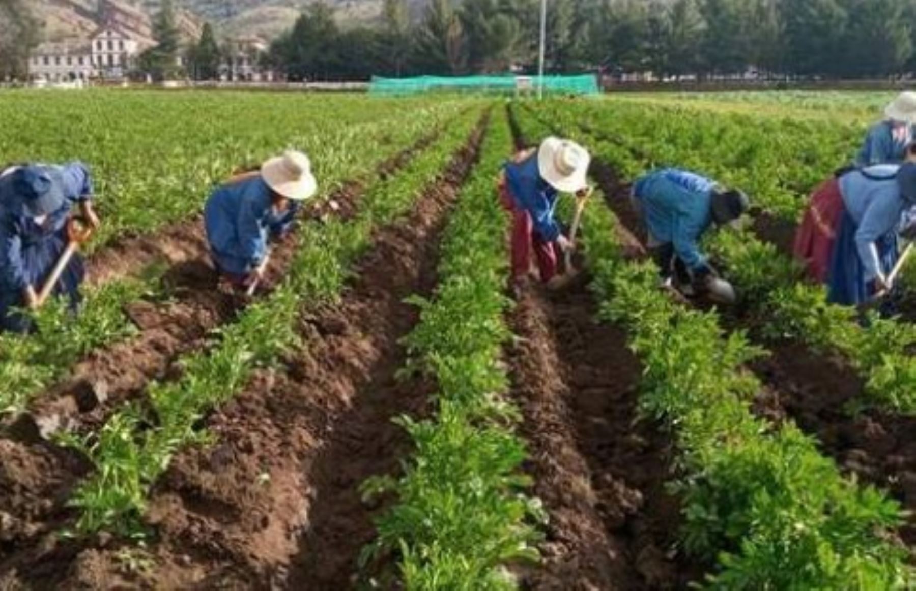 El Servicio Nacional de Meteorología e Hidrología del Perú (Senamhi) informó que las lluvias previstas favorecerán la disponibilidad hídrica para cultivos de papa, maíz, trigo, cebada, entre otros, en la sierra centro y sur.  ANDINA/Difusión