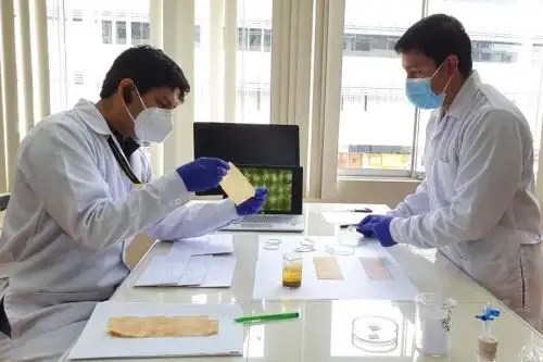 Las nanopartículas interactúan con una de las capas del SARS-CoV-2 generando un daño que inactiva al virus.