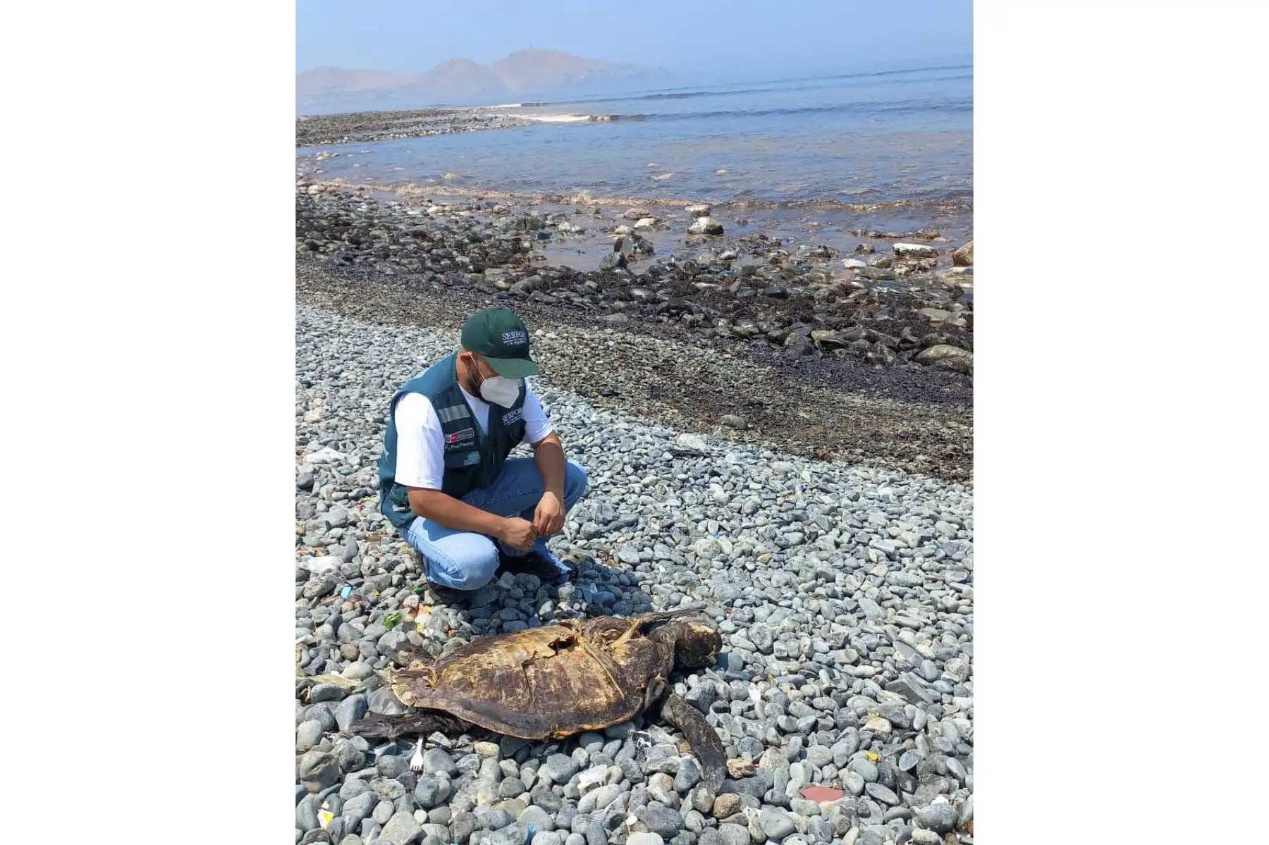 El equipo de ATFFS Lima, junto con el Senanp y la Municipalidad de Ancón, continúa con las labores de búsqueda y rescate de fauna silvestre afectada por el derrame de petróleo en el mar de ventanilla. Foto: Serfor