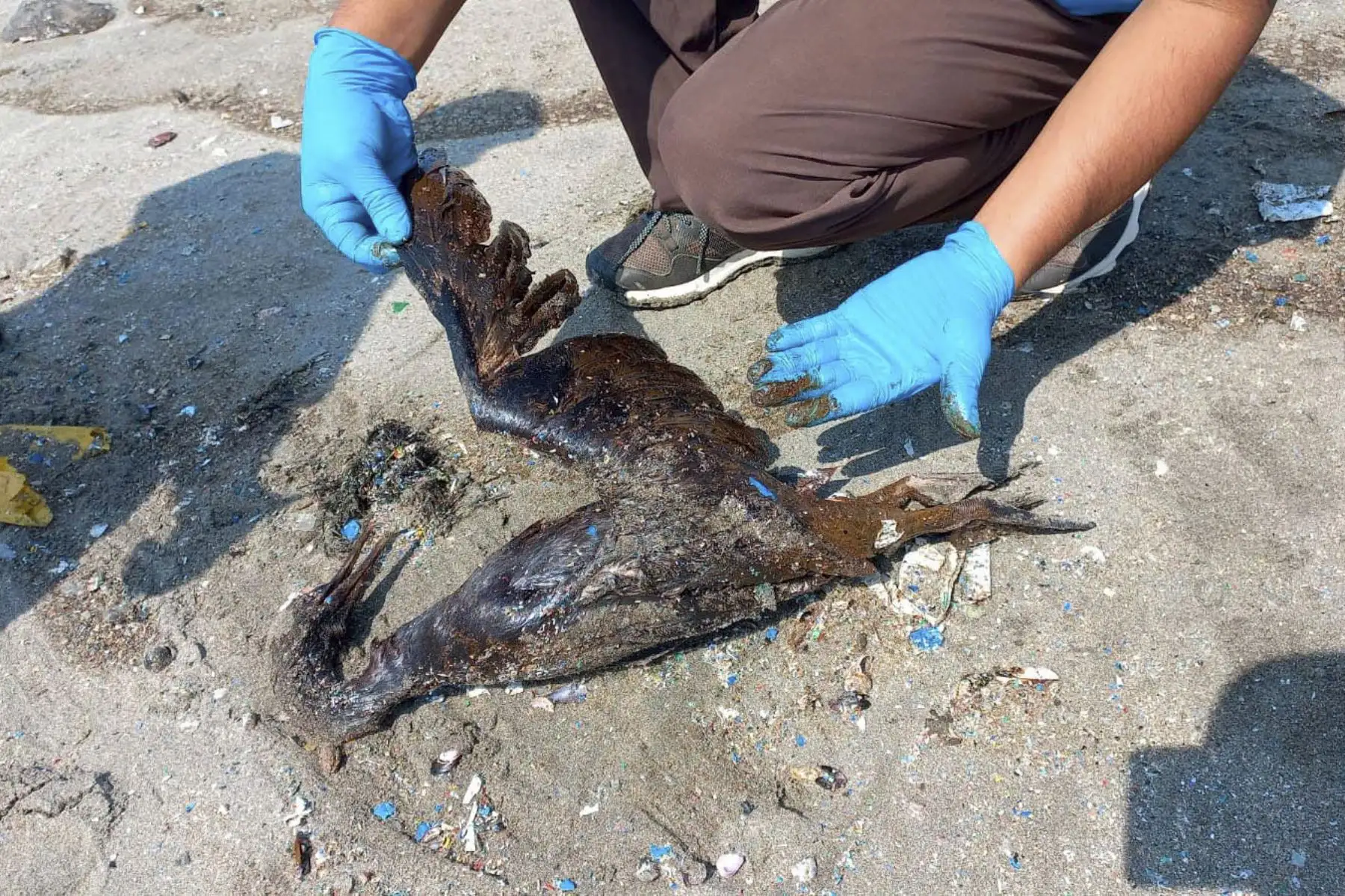 3 cormoranes, 1 piquero y 1 zarcillo afectados tras el derrame de petróleo fueron trasladados al Parque de las Leyendas para su atención. Foto: Serfor