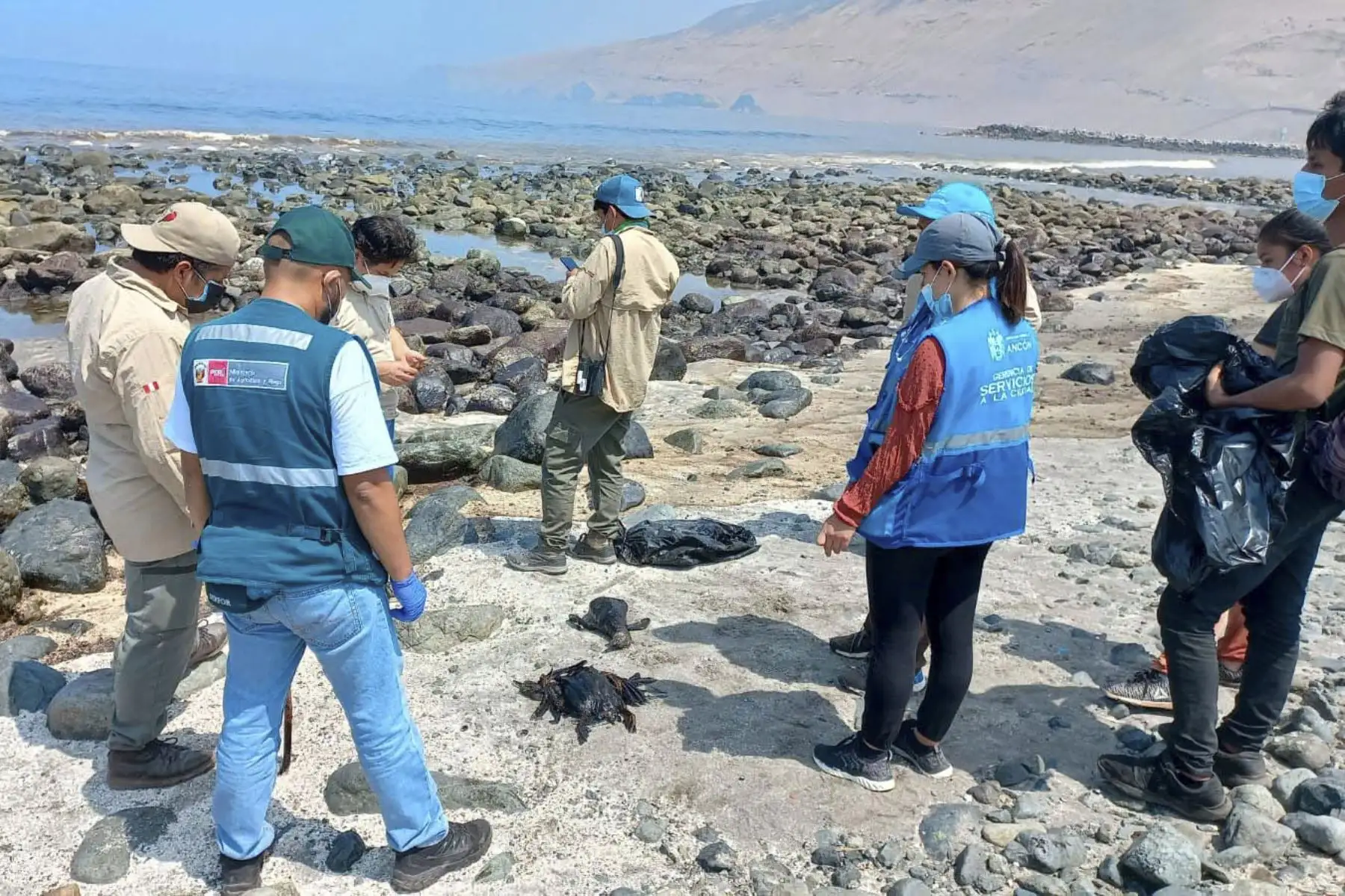 Fauna que habita en las costas de los distritos de Ventanilla, Ancón y Santa Rosa son los afectados por el derrame de petróleo crudo, el pasado sábado 15 de enero. Foto: Serfor