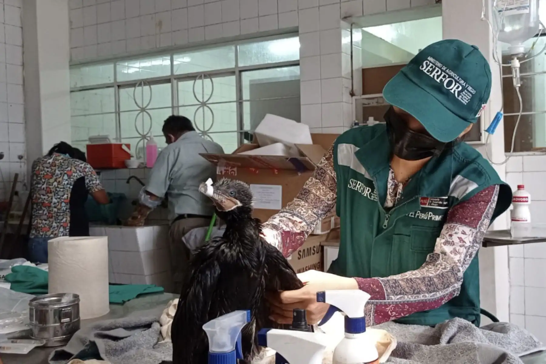 Veterinarios del Parque de las Leyendas atienden a animales de la fauna marina afectados por el derrame de petróleo en playas Costa Azul, Bahía Blanca y Cavero de los distritos Santa Rosa, Ancón y Ventanilla, el sábado 15 de enero. Foto: Serfor