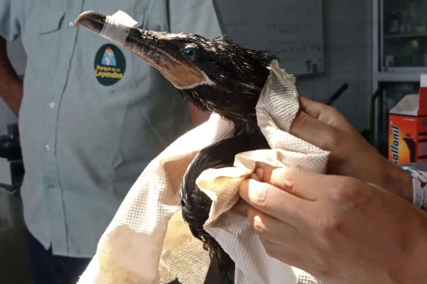 Personal del Parque de las Leyendas atiende a especies rescatadas que han sido afectadas por el derrame de petróleo. Foto: Serfor/Andina