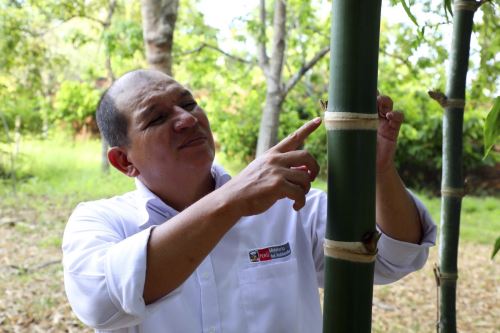 El bambú puede producir hasta 4 veces más oxígeno que otros árboles, estiman expertos. Foto: Concytec