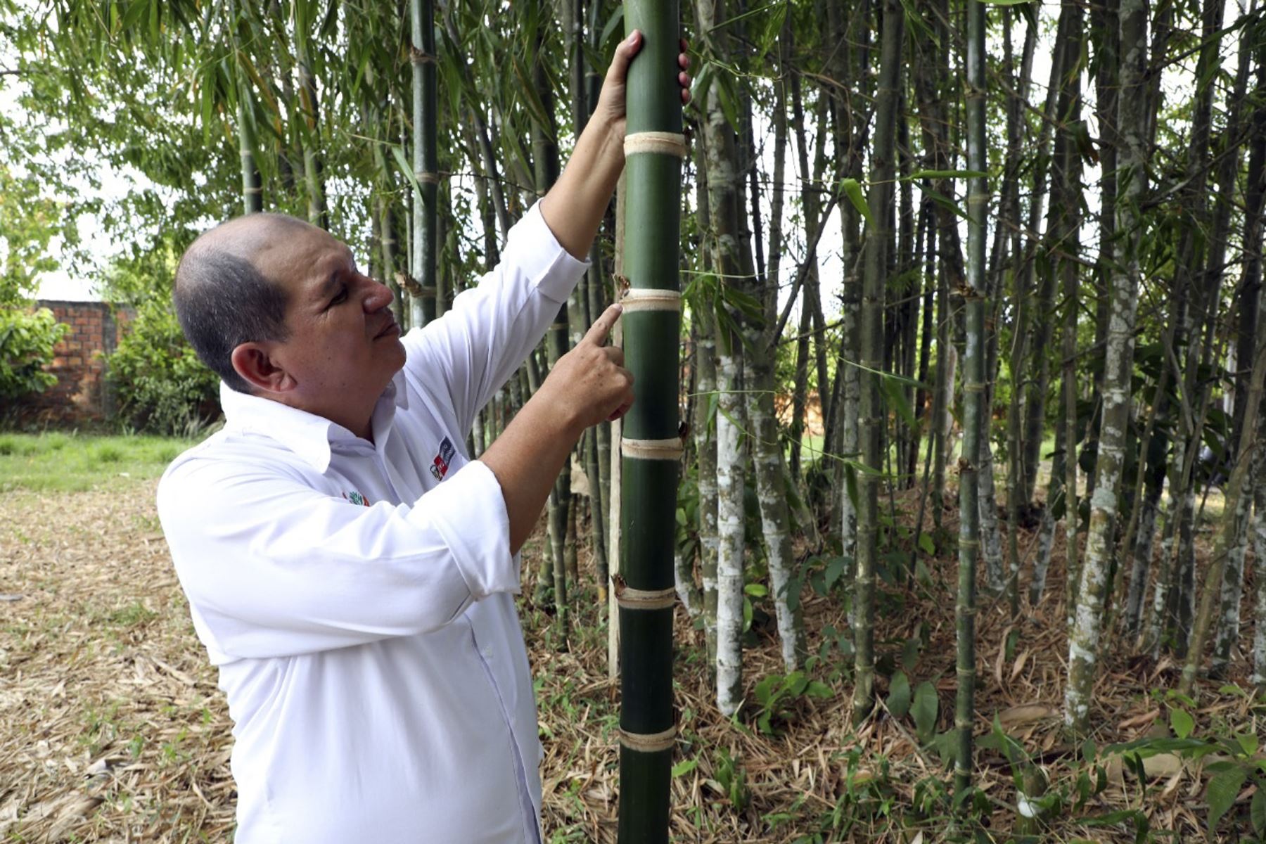 El bambú puede producir hasta 4 veces más oxígeno que otros árboles, estiman expertos. Foto: Concytec