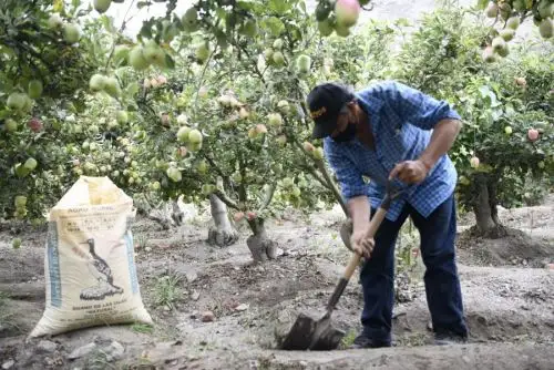 Con el objetivo de mitigar el alto precio de los fertilizantes que afectan a los pequeños productores, así como  garantizar la campaña agrícola 2021-2022, el Ministerio de Desarrollo Agrario y Riego facultó al Programa de Desarrollo Productivo Agrario Rural para la contratación de un coordinador nacional, 24 supervisores y 327 empadronadores, que se encargarán de registrar a los beneficiarios de la subvención económica que se otorgará por la compra de fertilizantes.