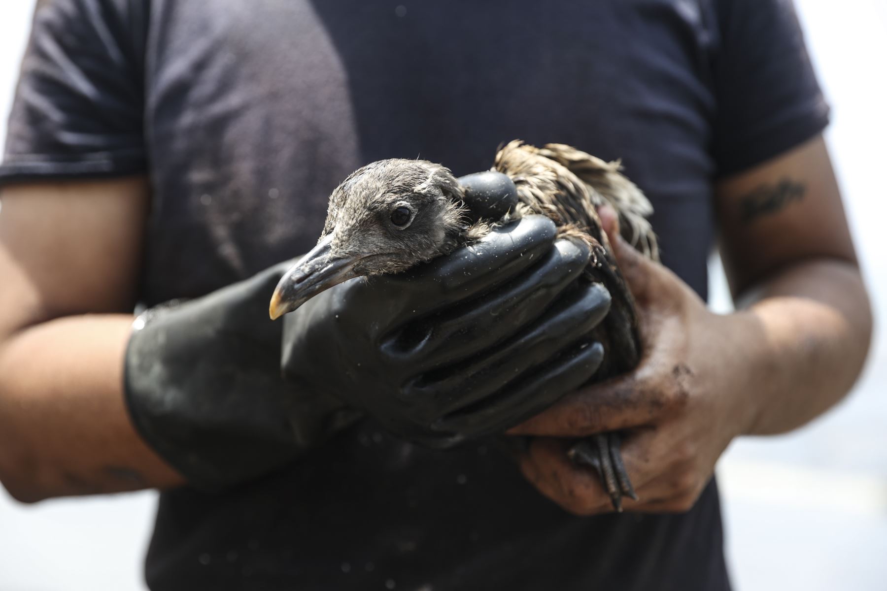 Solo el Estado y organizaciones ambientalistas participaron del rescate de la fauna silvestre afectada por el derrame de petróleo en el mar de Ventanilla. ANDINA/Jhonel Rodríguez Robles