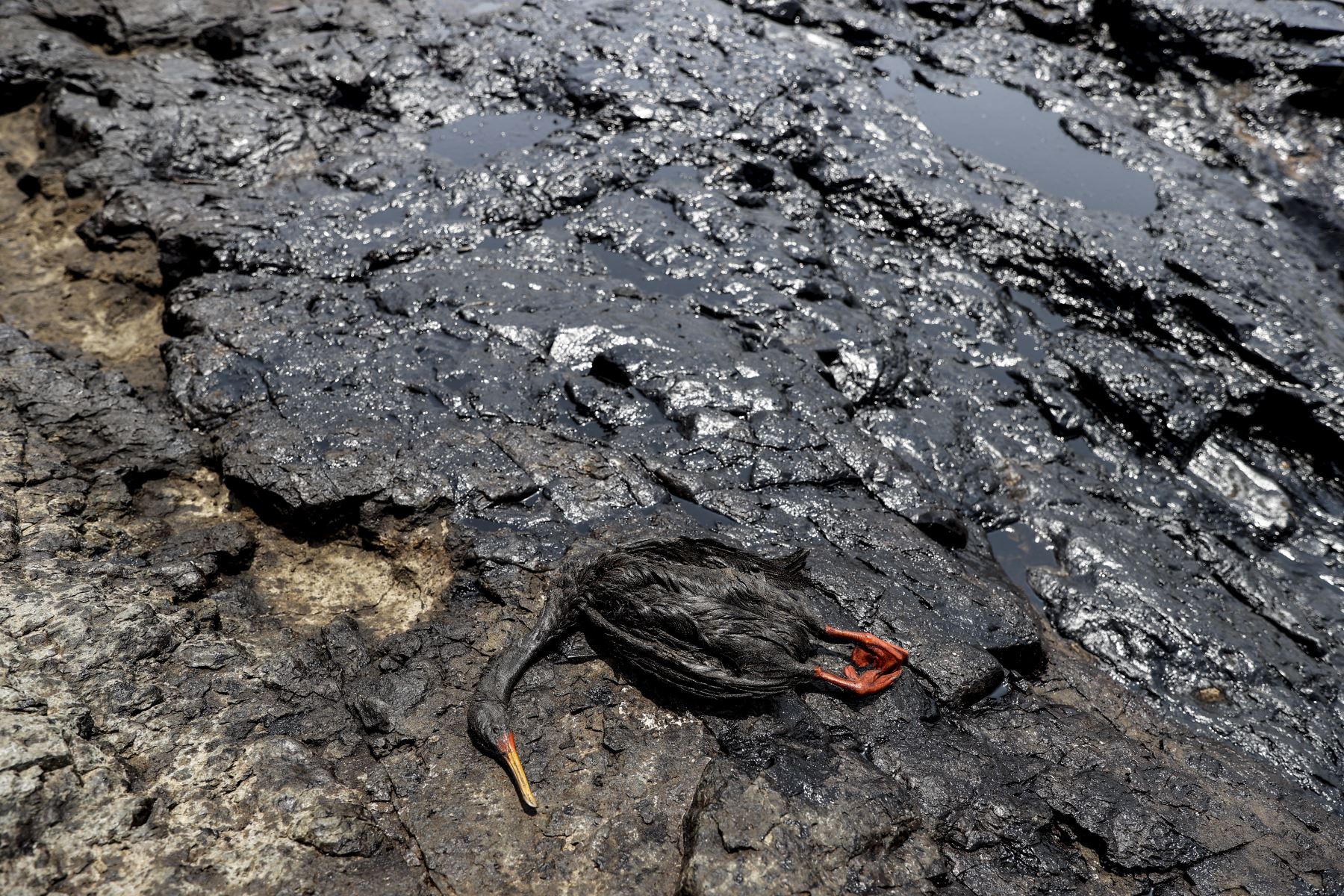 Un derrame de petróleo producido por la refinería La Pampilla que es operada por Repsol, ha contaminado la playa Cavero de Ventanilla y otras playas aledañas y de Ancón, dejando graves daños en el ecosistema y en la fauna silvestre. Según Repsol, el derrame se produjo por el fuerte oleaje ocasionado por la erupción volcánica en Tonga. “Esta terrible situación ha puesto en peligro la flora y fauna en dos áreas naturales protegidas a más de 18,000 kilómetros cuadrados como la Reserva Nacional del Sistema de Islas, Islotes y Puntas Guaneras, Islotes de Pescadores y la Zona Reservada Ancón”, indicó la Cancillería. Foto: ANDINA/Jhonel Rodríguez Robles