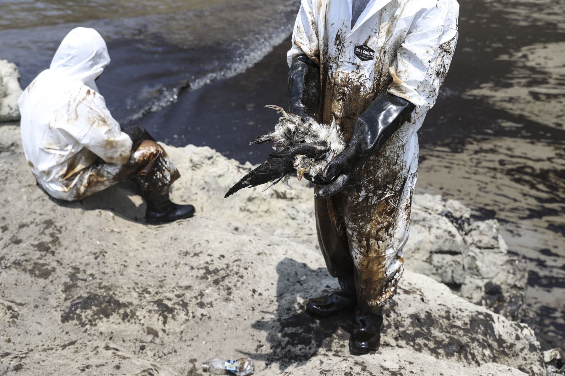 Un trabajador de limpieza muestra el cuerpo de un ave afectada por el derrame de petróleo en Ventanilla. Las autoridades ambientales alertaron que el área contaminada por el crudo incluye zonas bajo protección especial por parte del Estado, en una extensión calculada en 18,000 kilómetros cuadrados. ANDINA/Jhonel Rodríguez Robles