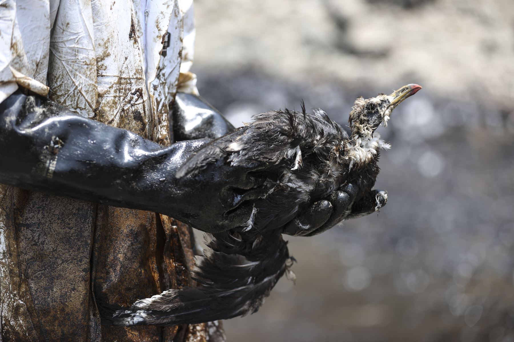 Región Lima denunciará a empresa Repsol por desastre ecológico ocasionado por el derrame de petróleo en mar de Ventanilla. ANDINA/Jhonel Rodríguez Robles