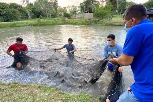 El Organismo Nacional de Sanidad Pesquera (Sanipes), adscrito al Ministerio de la Producción, aprobó el “Procedimiento técnico para el control oficial de sustancias contaminantes y/o residuales, en la acuicultura de peces y crustáceos”, contribuyendo a optimizar los mecanismos de fiscalización sanitaria que permitan asegurar la inocuidad de los productos hidrobiológicos salvaguardando la salud pública.