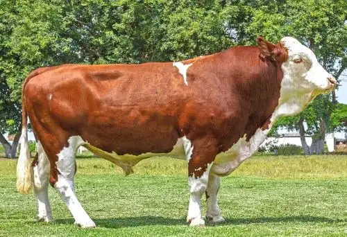 Un total de 400 pajillas de semen de ganado con alta calidad genética ha transferido el Instituto Nacional de Innovación Agraria a la Municipalidad Distrital de Zepita, región de Puno, con el fin de potenciar la calidad genética de las razas de ganado vacuno Simmental y Braunvieh.