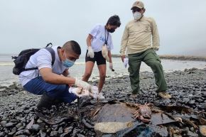 Las personas no deben exponerse a las playas contaminadas por el derrame de petróleo. Foto: ANDINA/Difusión