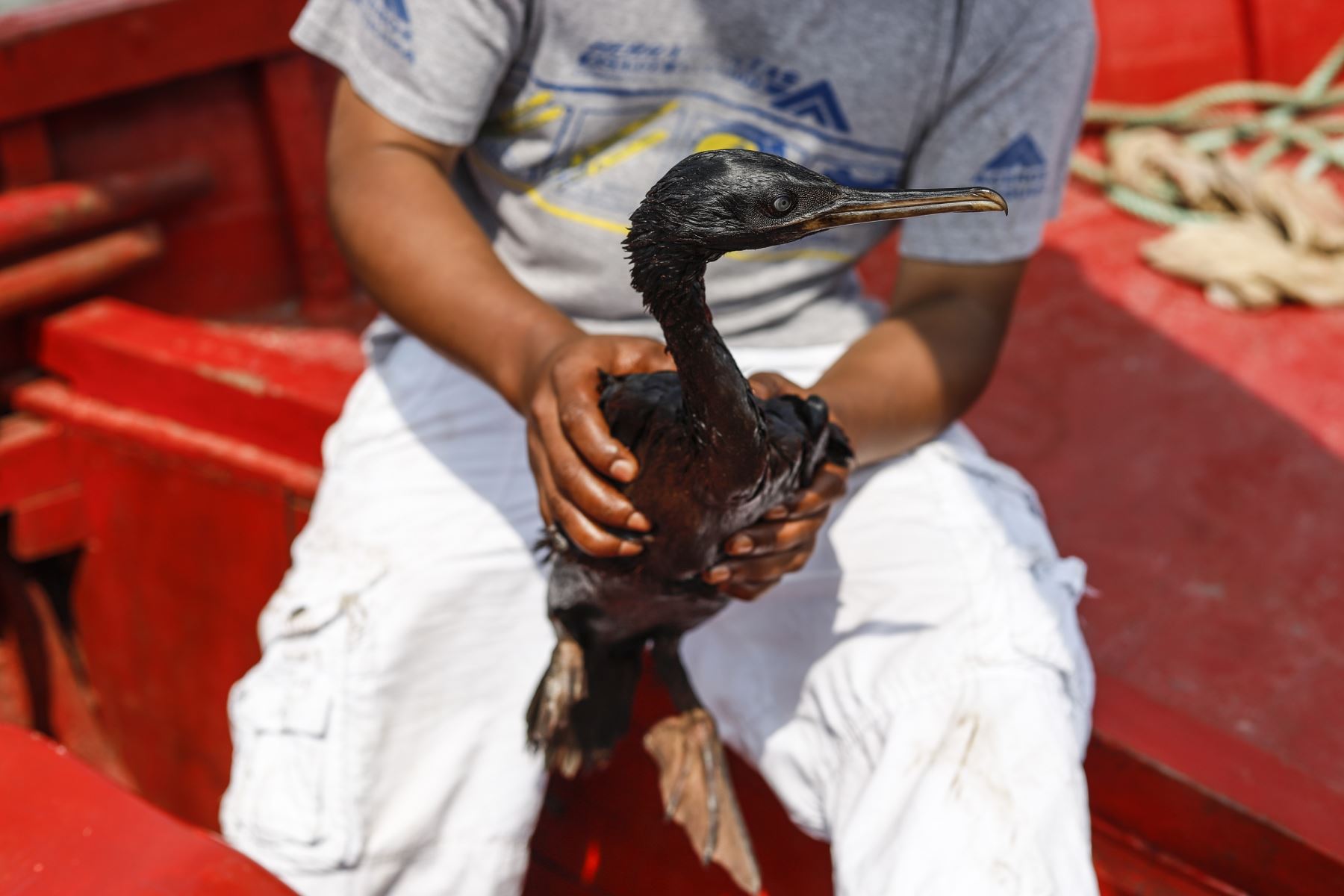 Un equipo de la Agencia Andina, ingresó mar adentro a bordo de una lancha para guía de turistas, donde su propietario se dedica ahora a rescatar a la fauna silvestre afectada por el derrame de 6 mil barrilles de petróleo en la refinería La Pampilla, el pasado sábado 15 de enero. Foto: ANDINA/Renato Pajuelo