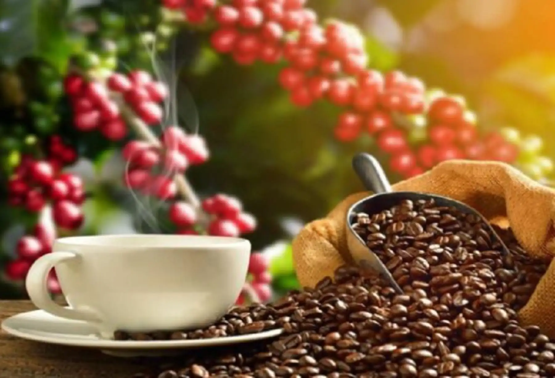 El café es uno de los productos agrícolas con gran demanda en los mercados internacionales. ANDINA/Difusión