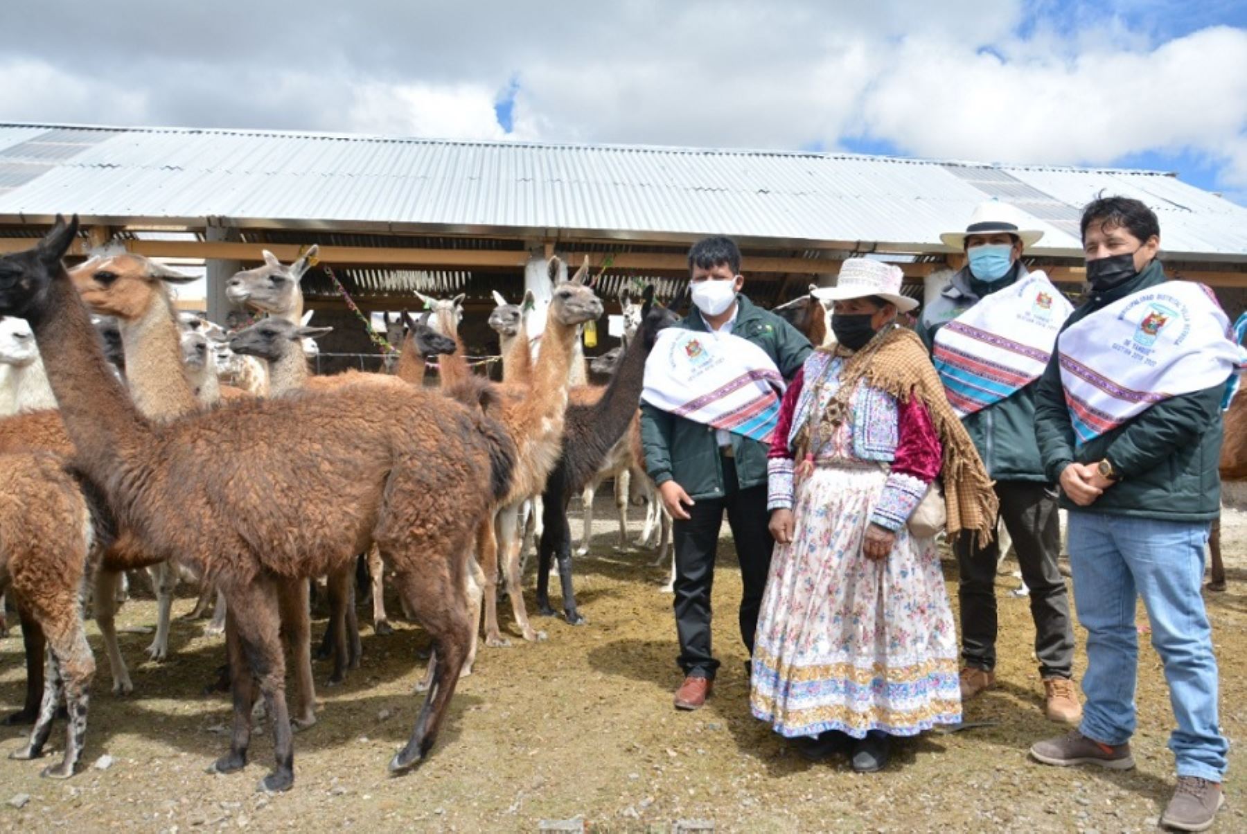 El Ministerio de Desarrollo Agrario y Riego, a través de Agro Rural, implementó 455 cobertizos y 100 fitotoldos en la región Arequipa, con la finalidad de resguardar a 45 500 cabezas de ganado y la producción de hortalizas destinadas a la seguridad alimentaria, ante las bajas temperaturas que se presentan en este departamento del sur peruano.