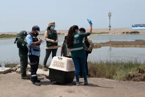 Los animales rescatados han sido trasladados al Parque de las Leyendas. Foto: ANDINA/Difusión