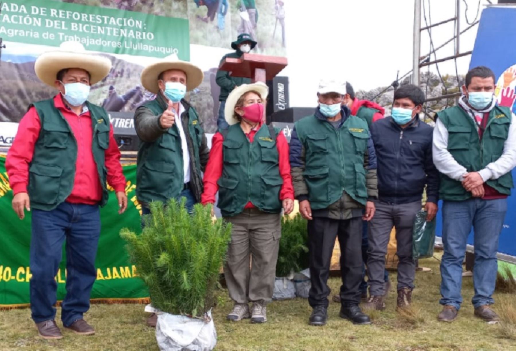 Con la presencia del viceministro de Políticas y Supervisión de Desarrollo Agrario y Riego, Juan Altamirano Quispe, el Ministerio de Desarrollo Agrario y Riego, a través del Servicio Nacional Forestal y de Fauna Silvestre, inició la siembra de 90,000 plantones de pino de la especie Pinus radiata en el ámbito de la cooperativa agraria de trabajadores Llullapuquio.