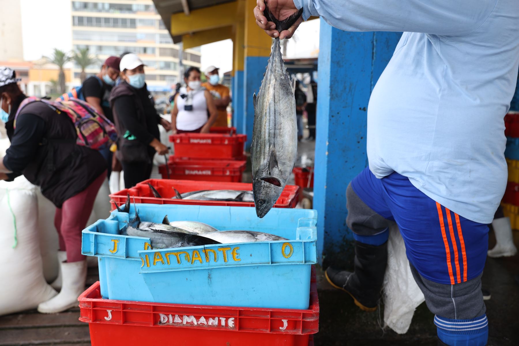 Un pescador sostiene un pescado que está limpio y apto para la comercialización. Foto: ANDINA/Jhonel Rodríguez Robles