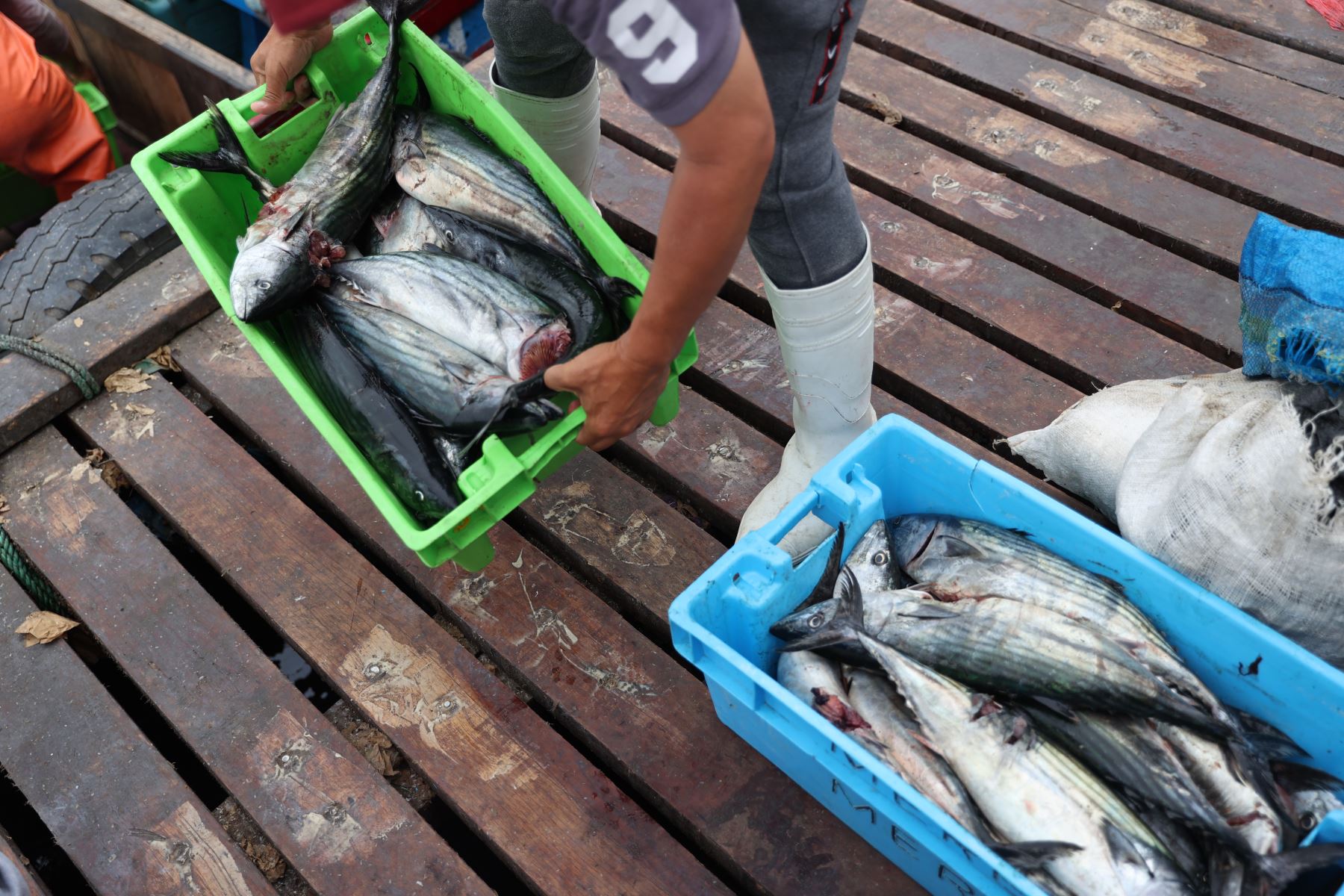 Los pescadores artesanales de Ancón, perjudicados por el derrame de petróleo de Repsol, solo comercializan 