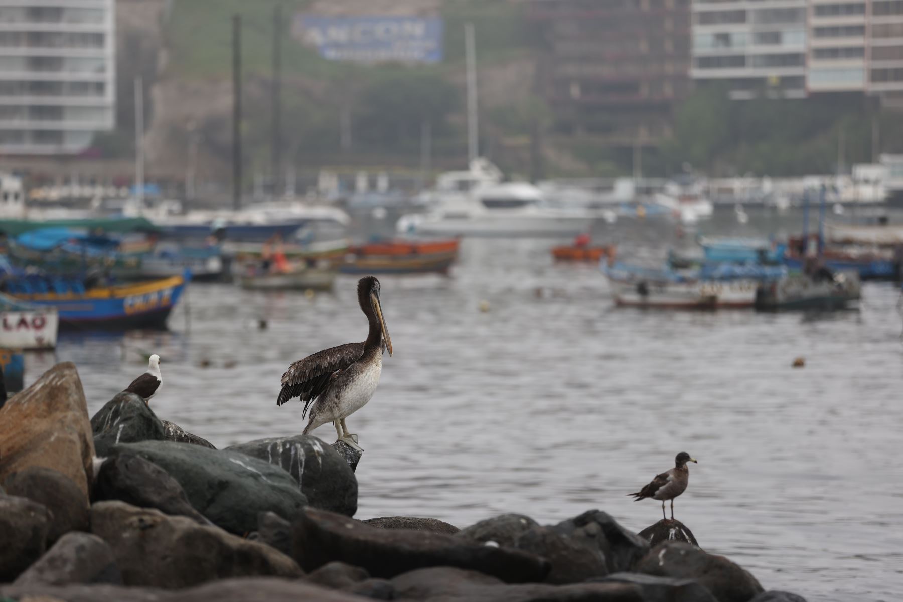 Las especies de aves como el pelícano se encuentran en peligro debido al derrame de petróleo. Foto: ANDINA/Jhonel Rodríguez Robles