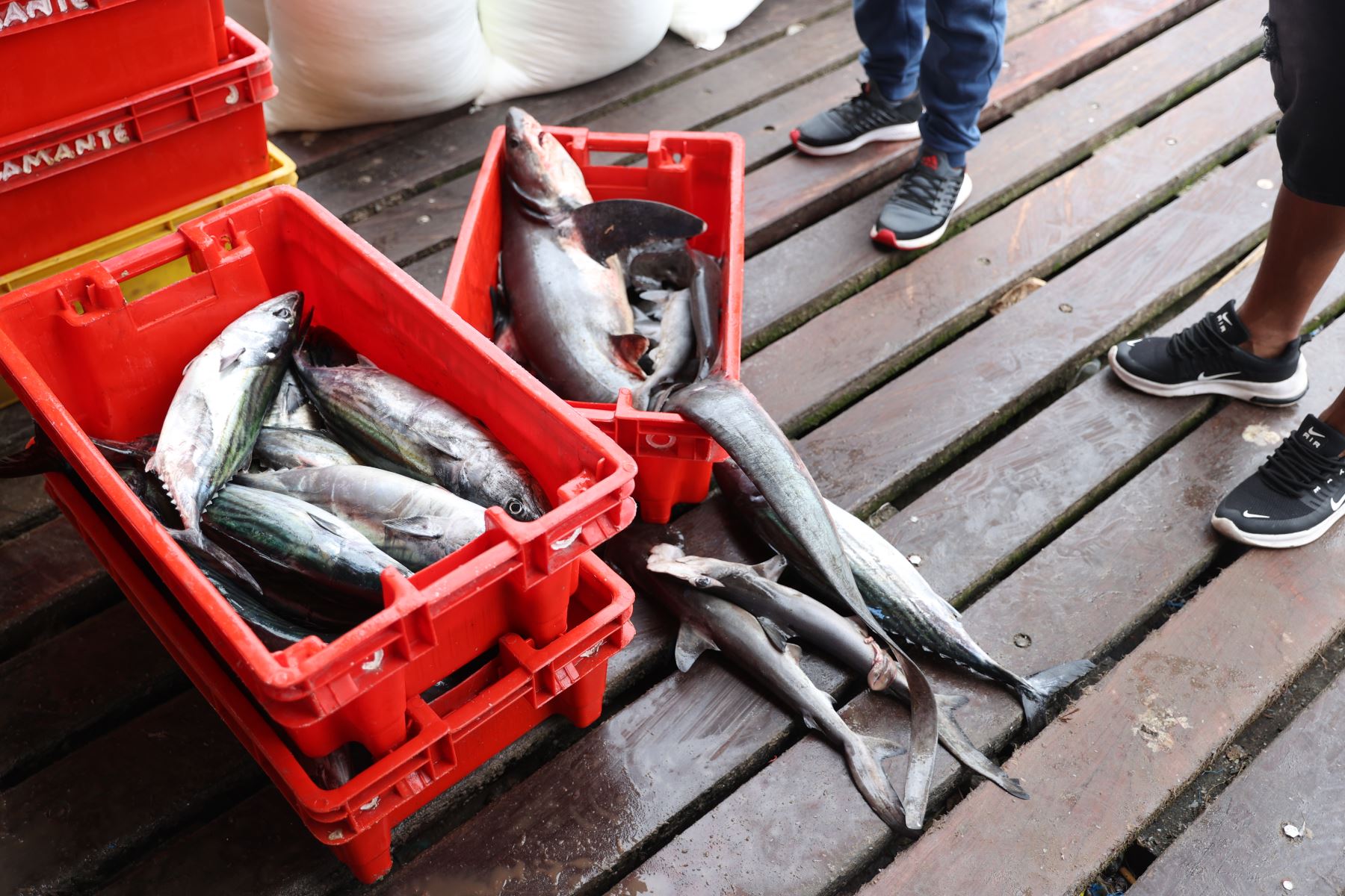 La venta de pescado ha disminuido por el miedo que tiene la población de consumir esos productos. Foto: ANDINA/Jhonel Rodríguez Robles