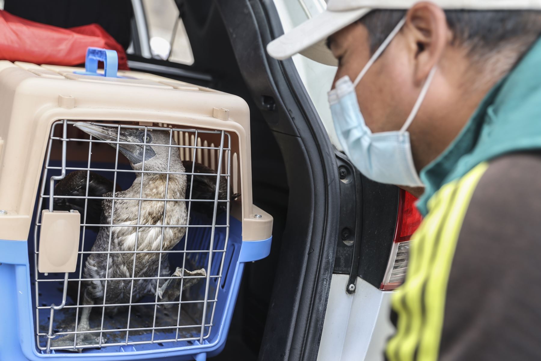 Un ave piquero es rescatada por trabajadores del Serfor y será puesto en observación por especialistas de esta institución. Foto: ANDINA/Jhonel Rodríguez Robles