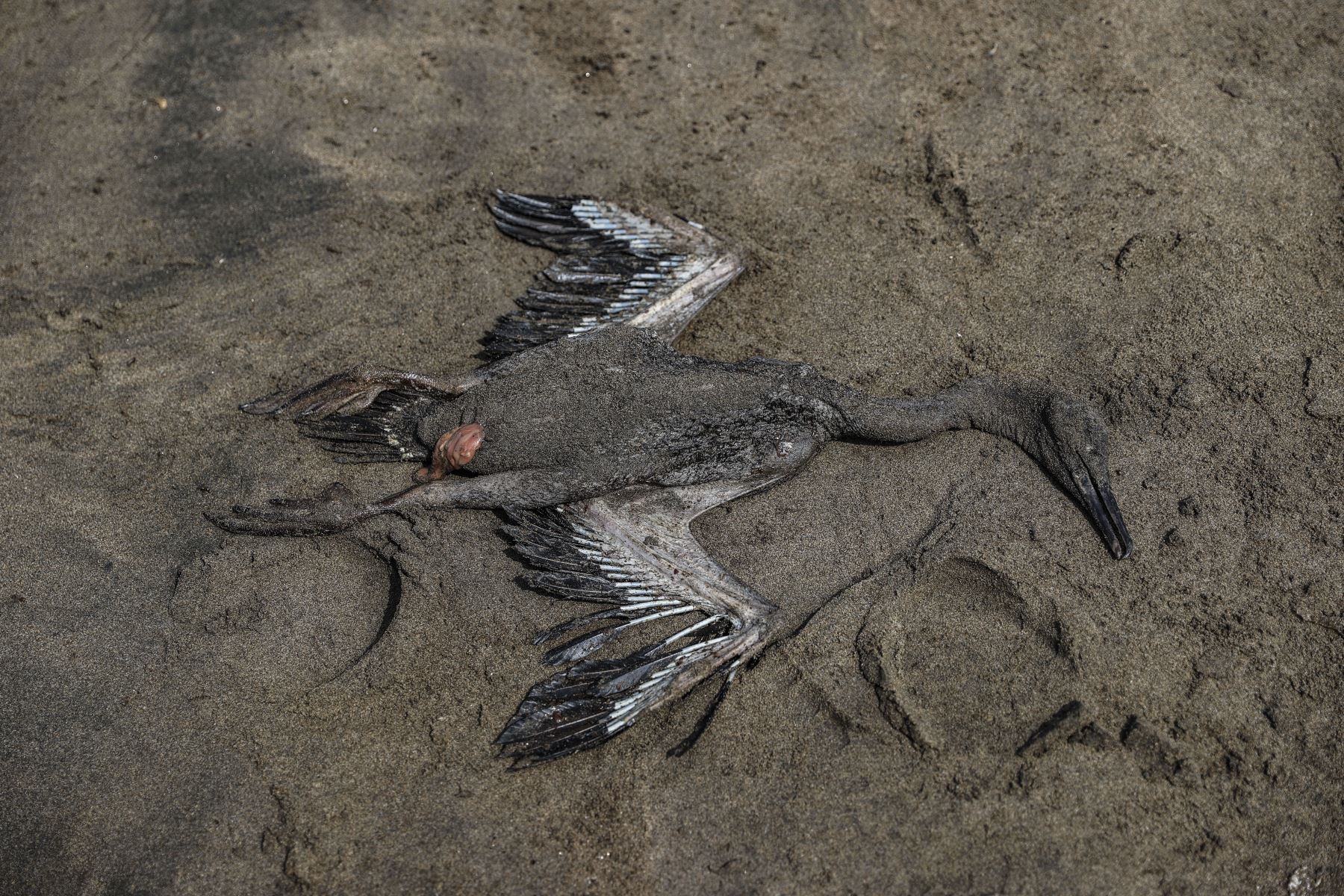Animales marinos como pelicanos, aves, cangrejos entre otros se ven muertos en la orilla de la playa Chacra y Mar. Se conoce que más de 1,500 pescadores artesanales y sus familias serían los primeros afectados directamente por el desastre ecológico ocurrido en el mar de Ventanilla. Foto: ANDINA/Jhonel Rodriguez