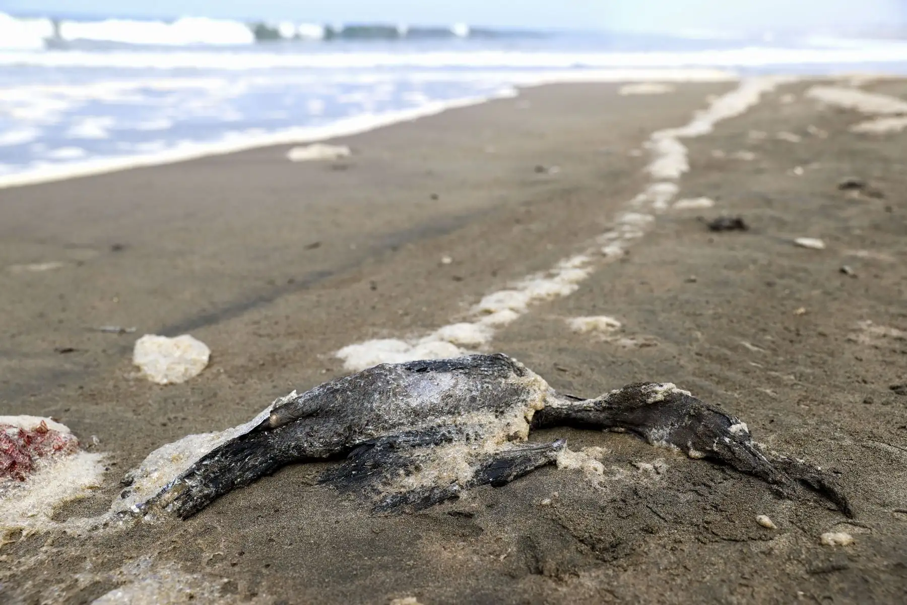 Animales marinos como pelicanos, aves, cangrejos entre otros se ven muertos en la orilla de la playa Chacra y Mar. Se conoce que más de 1,500 pescadores artesanales y sus familias serían los primeros afectados directamente por el desastre ecológico ocurrido en el mar de Ventanilla. Foto: ANDINA/Jhonel Rodriguez