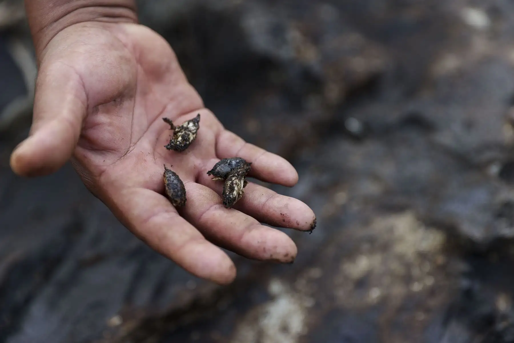 Pescadores artesanales de la playa Chacra y Mar en Chancay han sido perjudicados por el derrame de petróleo ocurrido el 15 de enero en Ventanilla. Ellos se dedicaban a la pesca y recolección de especies como Chita, lorna, cangrejos y muy muy. Se conoce que más de 1,500 pescadores artesanales y sus familias serían los primeros afectados directamente por el desastre ecológico ocurrido en el mar de Ventanilla. Foto: ANDINA/Jhonel Rodríguez