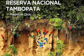 Con una superficie total de 274 690 hectáreas, la Reserva Nacional Tambopata alberga una megadiversidad biológica, que en fauna se expresa en más de 600 especies de aves, entre las que destacan los emblemáticos guacamayos.