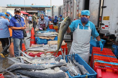 Comerciantes del terminal pesquero de Ventanilla aclaran que productos los traen del norte o de altamar y están libres de petróleo