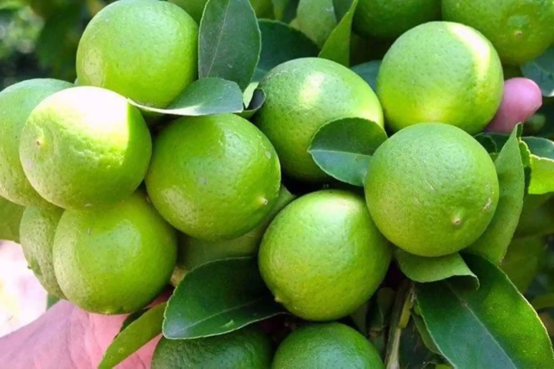 El limón es un cultivo permanente, que se siembra y cosecha todo el año, sobre todo en la zona norte del país. Foto: ANDINA/Difusión