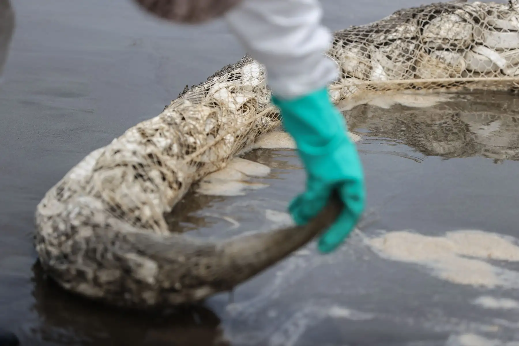 Parte de una de las barras de contención que se colocan en la playa Cavero, de Ventanilla, para evitar que el crudo derramado siga extendiéndose. La marea negra ha llegado a localidades como Ancón y Chancay, donde se registra un impacto negativo en la flora y fauna marina. Foto: ANDINA/Andrés Valle