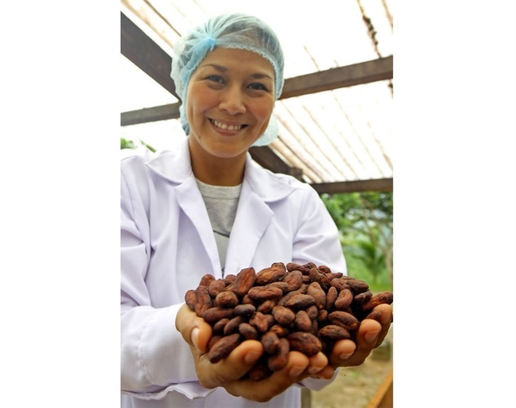 Inacal capacitará y promoverá el desarrollo de estándares de calidad del cacao. El taller está dirigido a los producutores y todos los participantes de la cadena productivo de este fruto. ANDINA/Difusión